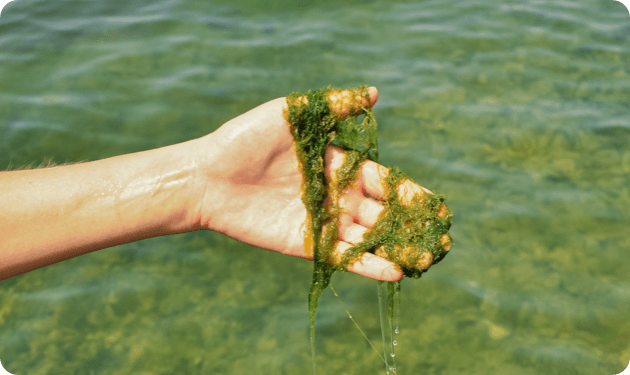 Controle des algues